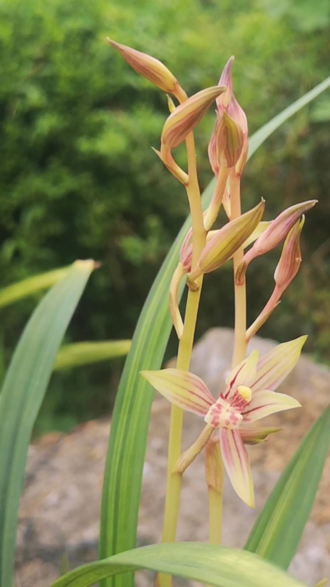 建兰绿鸟嘴开花了