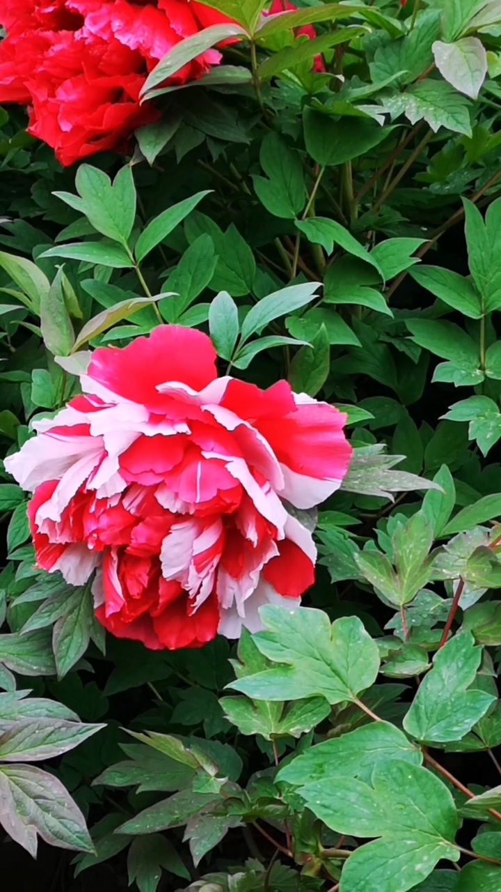 手机摄影#音乐视频——《国色天香牡丹花》(郑州牡丹花二乔)