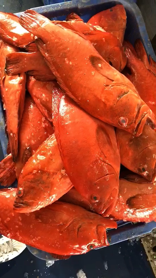 瓜子斑,红瓜子斑,红石斑鱼