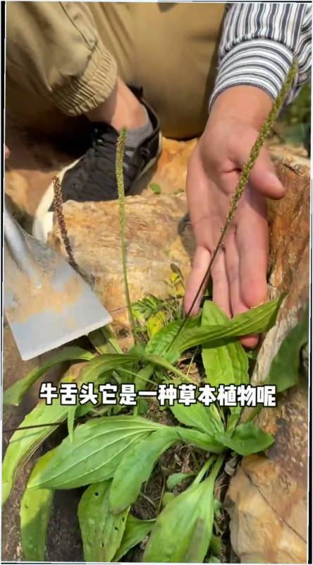 车前草学名平车前有的地方管它叫猪耳朵或者牛舌头