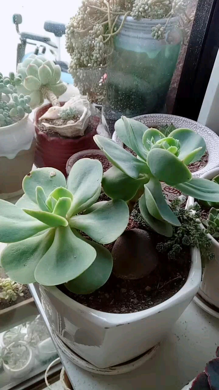 多肉植物#大碧桃摊大饼了哈