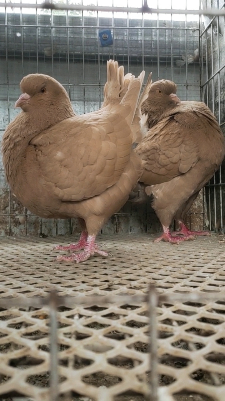 鸽子#大头大体元环鸽,青年种鸽