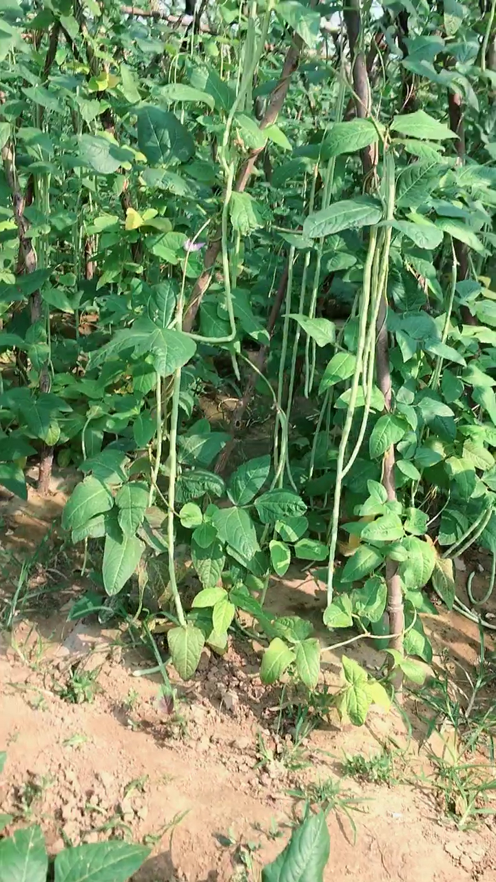 这豆角长势喜人