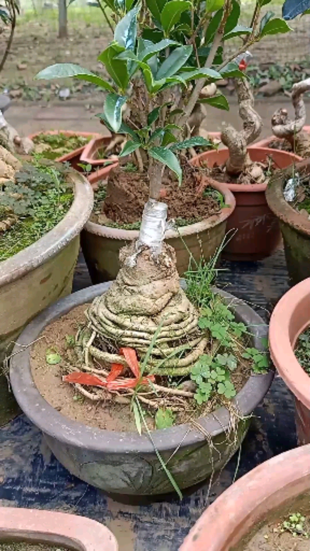 嫁接技术#流苏嫁接的桂花长势完美