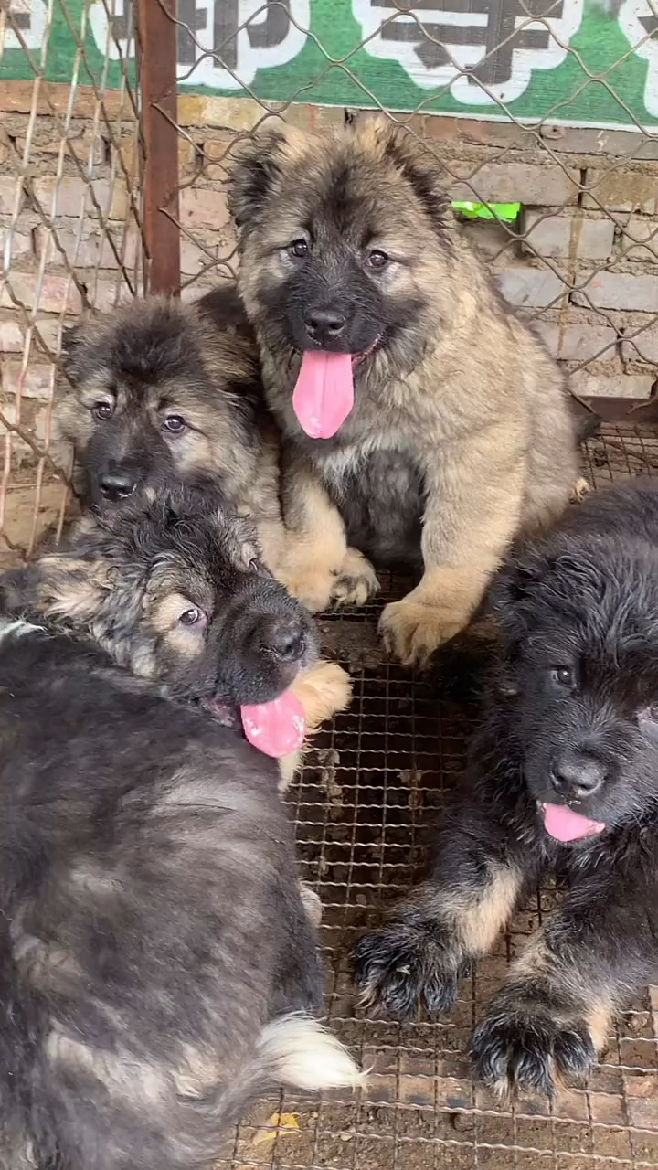 高加索#能长200多斤的大型猛犬高加索犬.