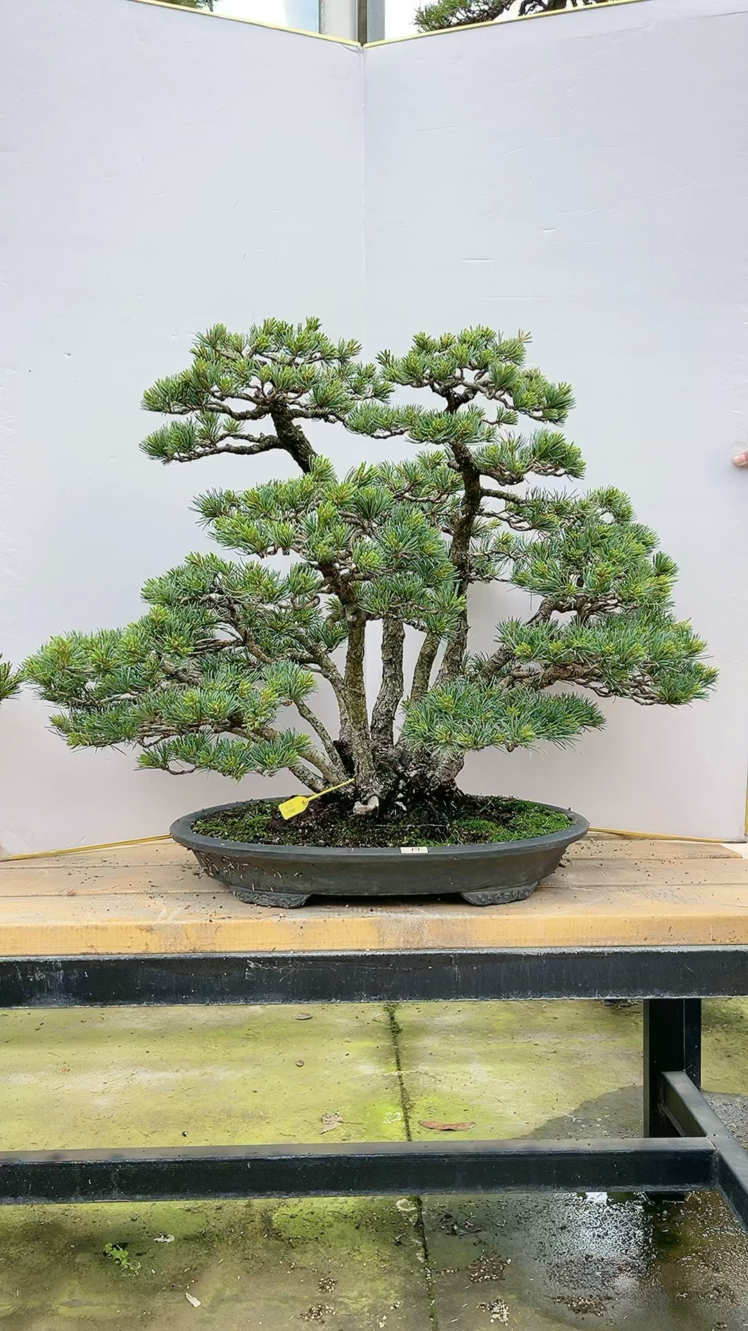 一本多杆紧紧相依那须五叶松-度小视