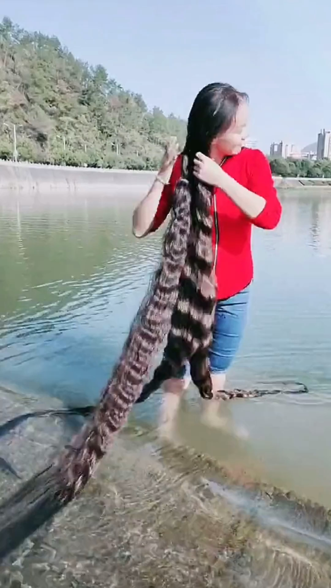 天下第一长发村祖祖辈辈用淘米水加几种特殊中草药,用来洗头,不白发也