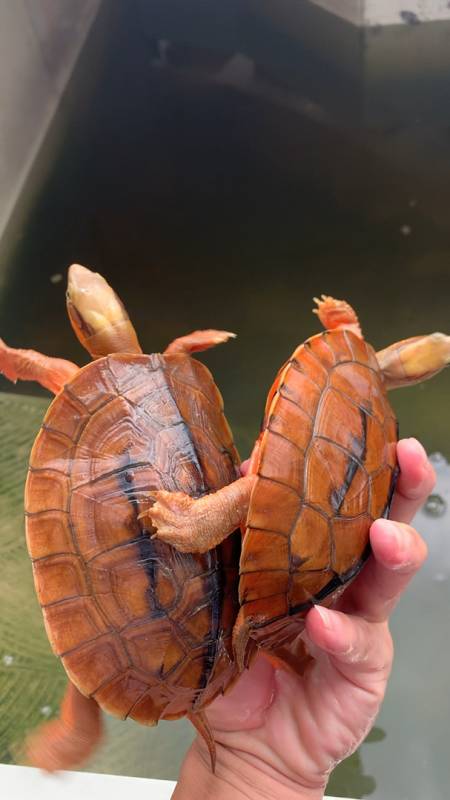 金钱龟#广东人说的家中有米,指的就是越南种大米金钱龟.你听说了吗?