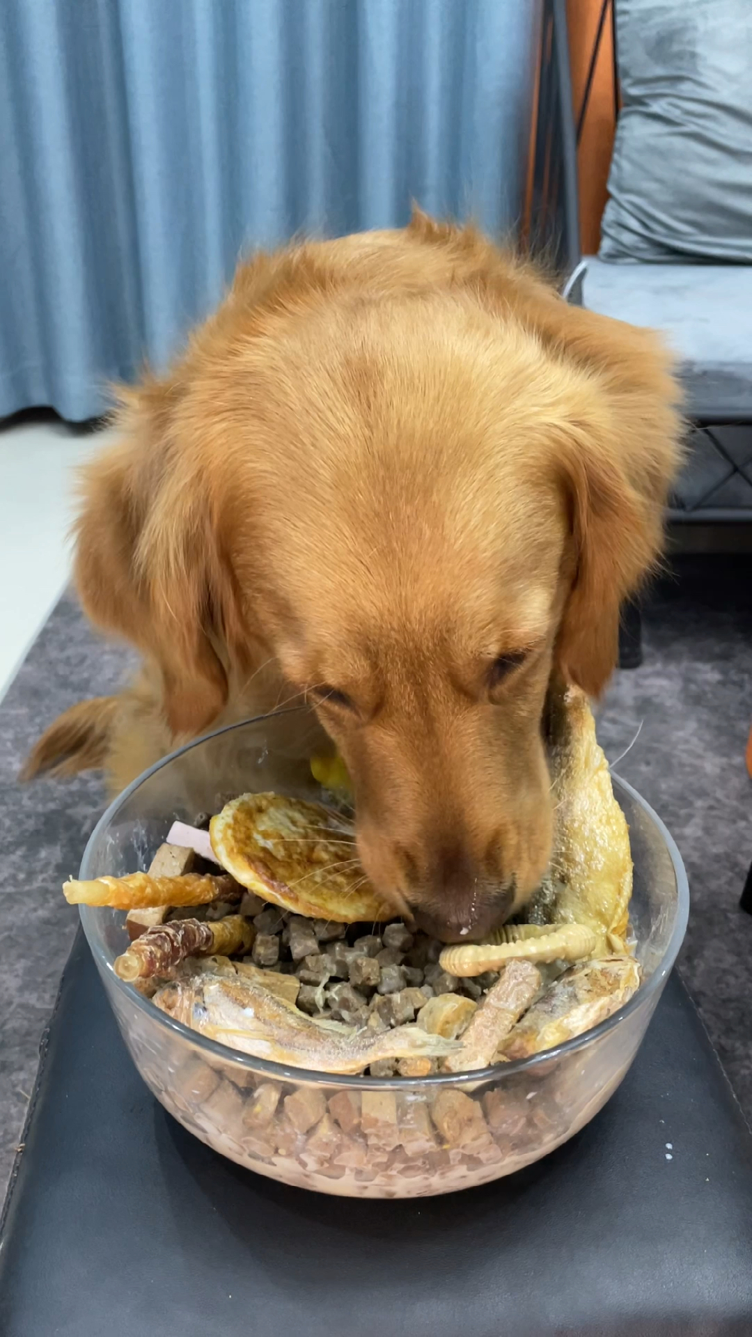 狗子吃饭饭我看着觉得很开心