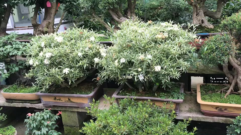 韩国金边栀子花