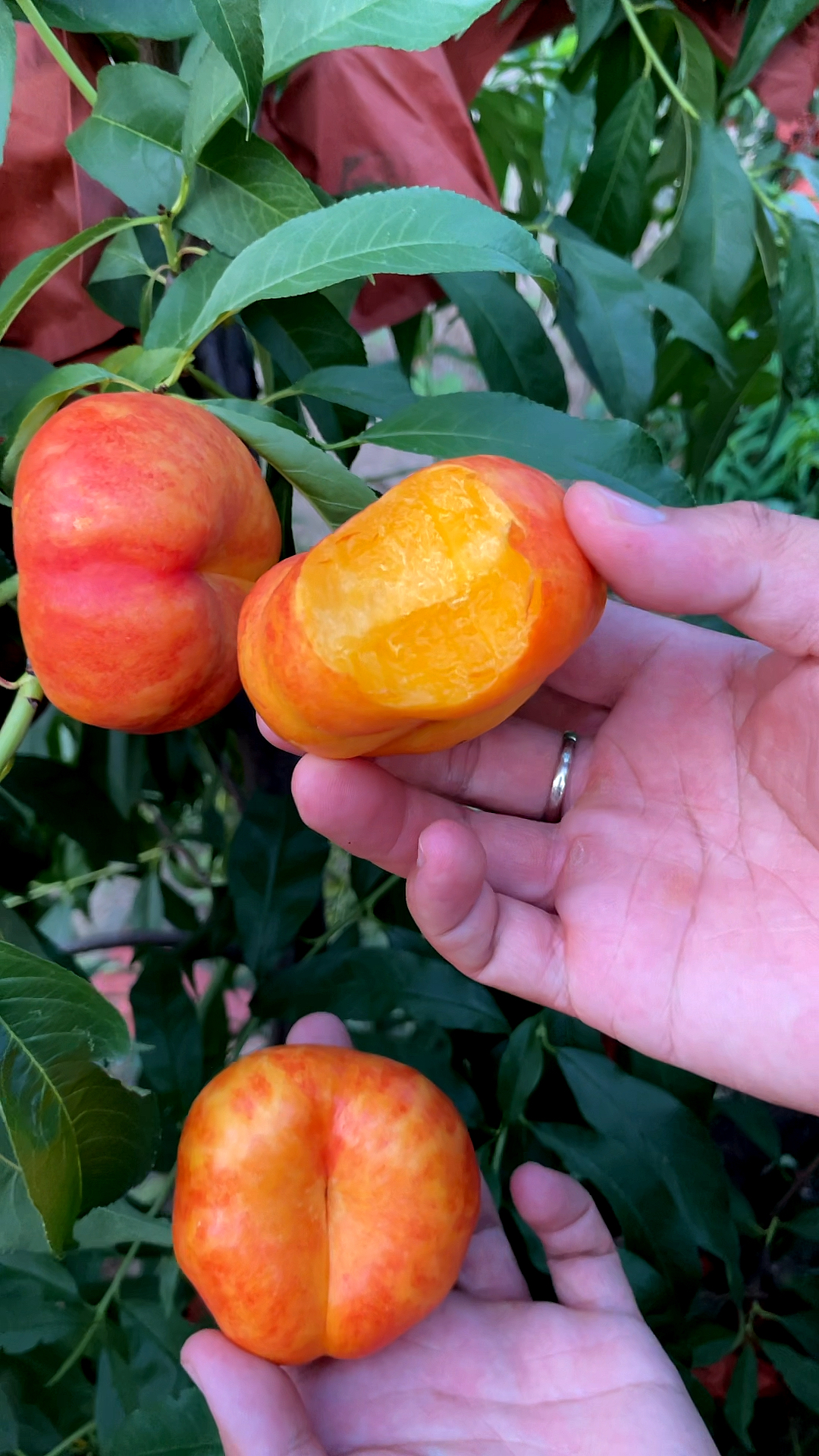 新品种油蟠桃621咬一口看一下果肉丰产性好糖度166月成熟200克