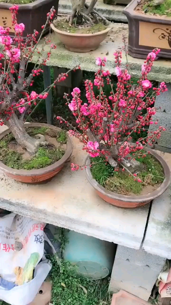 美吧漂亮倾国倾城红梅盆景你值得拥有