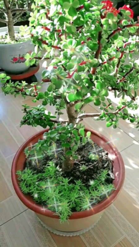 冬天养殖金枝叶,要记住三点-度小视