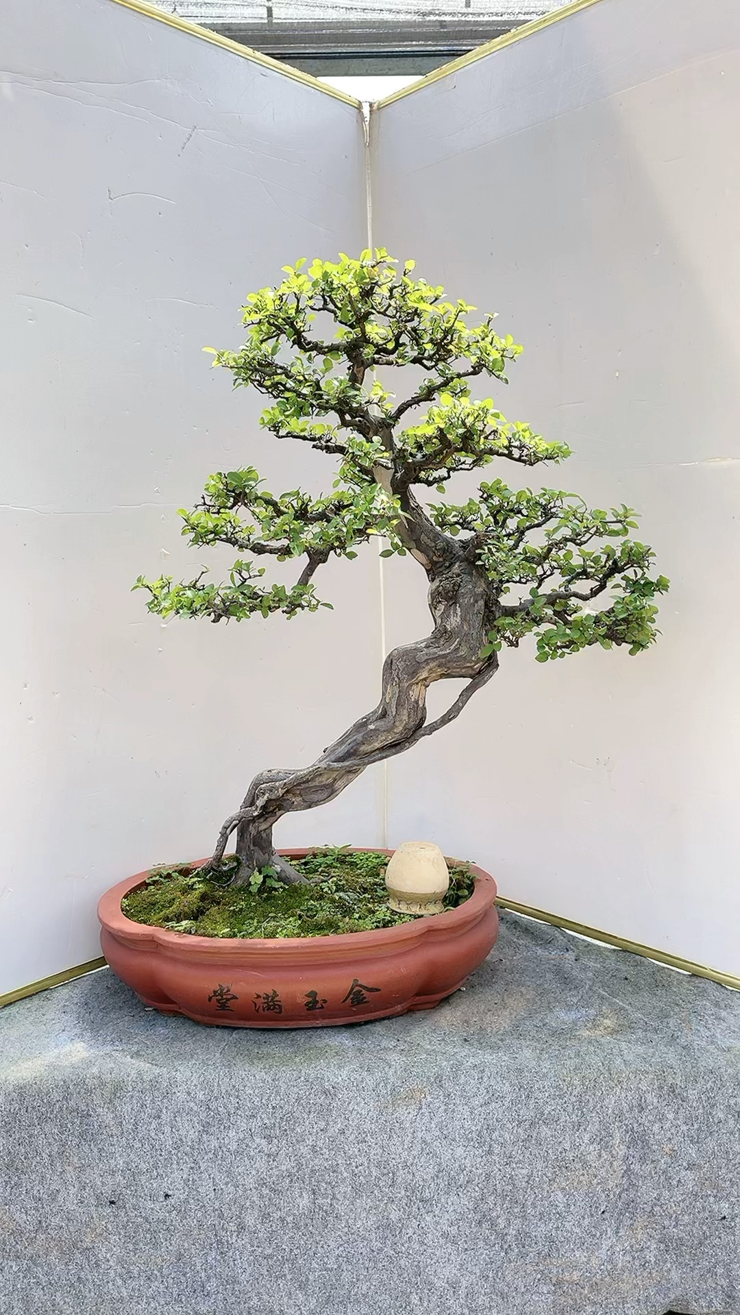 盆景七贤之一雀梅