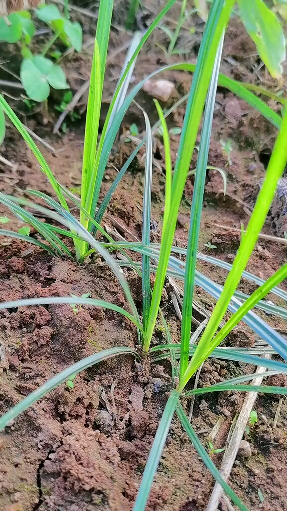 香胡子是杂草里的一种也是一种中草药