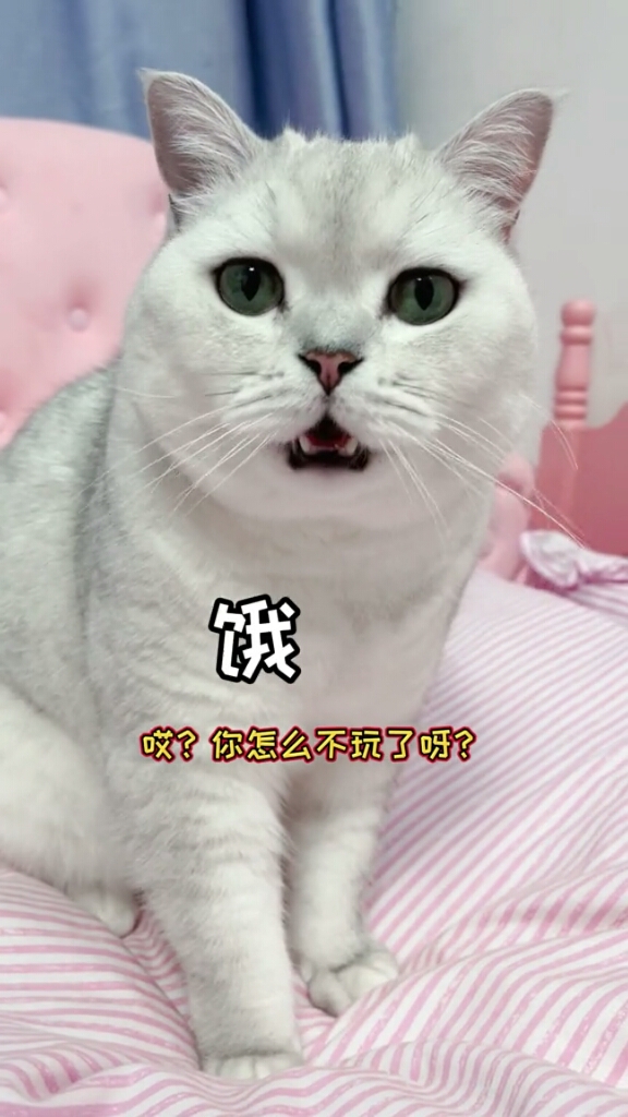 我家萌宠成精了大圆子又开始自己逗自己了最后笑昏了