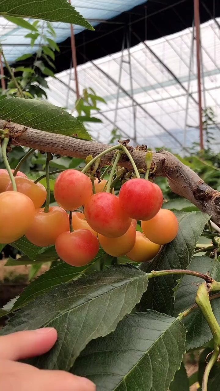车厘子大樱桃树,庭院阳台种植两株,再也不要去超时买水果了-度小视