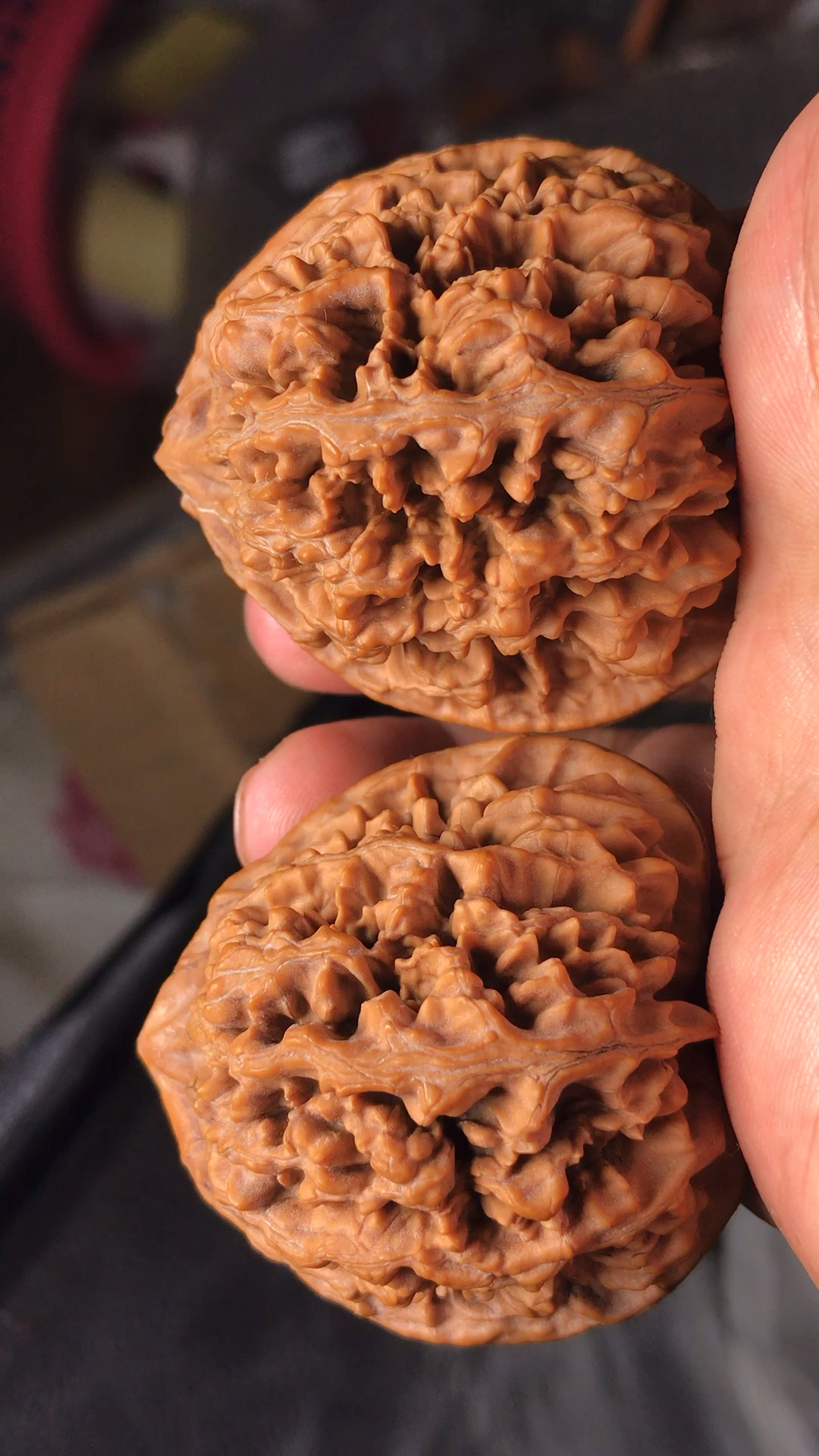 文玩核桃#16年的野生状元冠-度小视