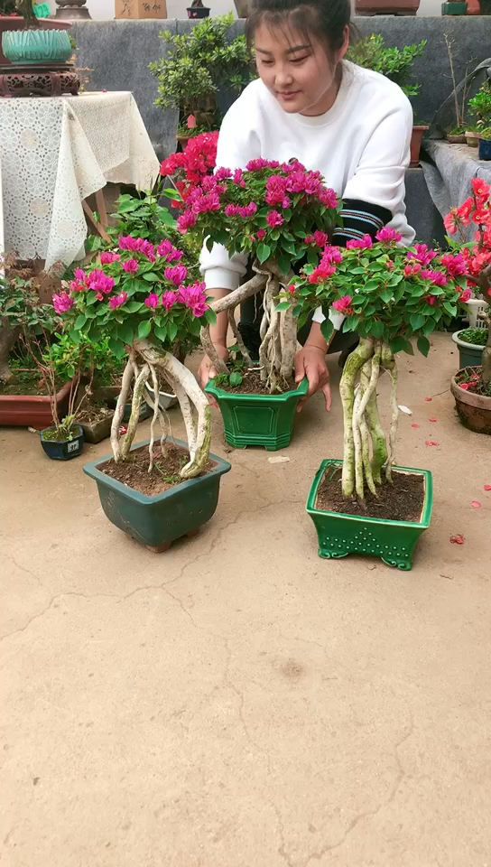 高提根三角梅盆景艺术