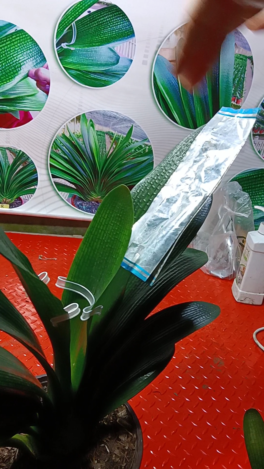 家庭养殖君子兰叶片矫正的正规方法