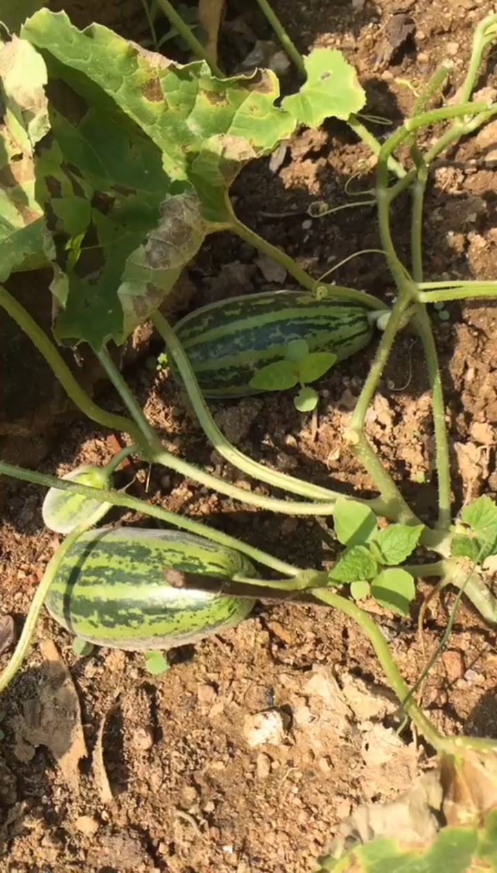 乡野生活,白天种瓜,晚上烤肉,音乐走起,有滋有味