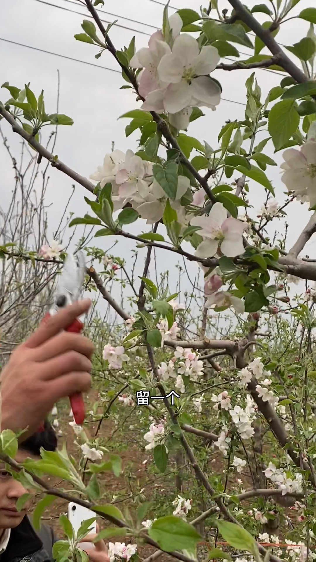 苹果树修剪,果树修剪看三年,你最起码看三个月