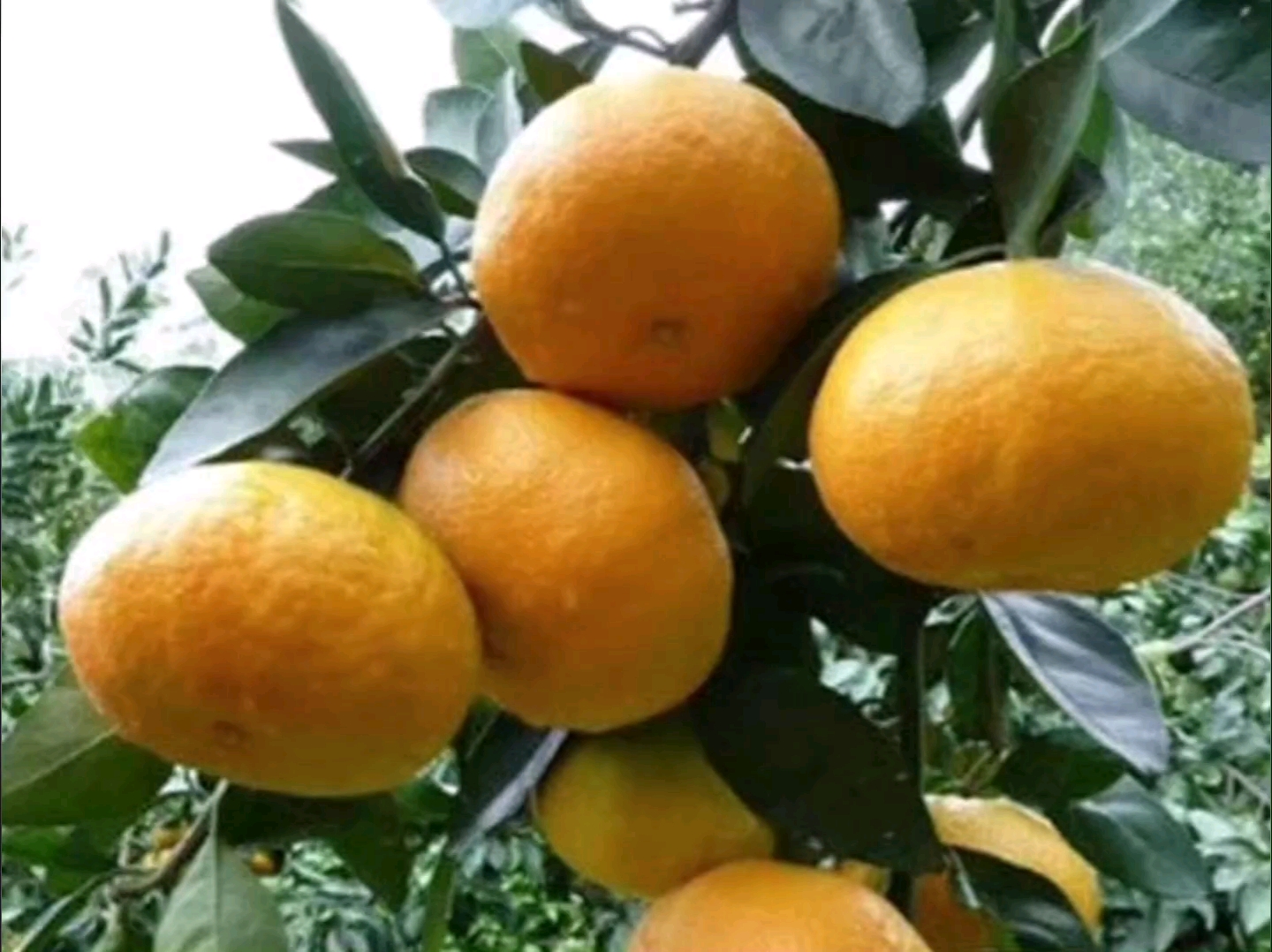 江西任氏果业:全球最重最大天王柑高枝嫁接结果了