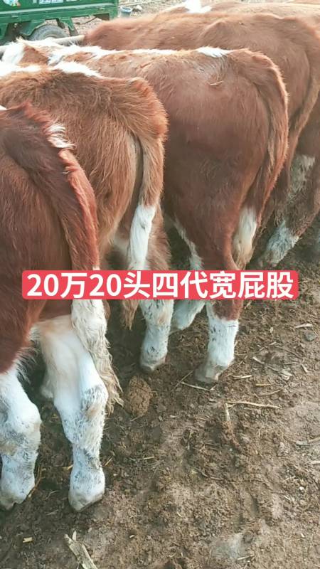 小肉牛#西门塔尔紫红花大白头大脑袋粗脖子宽屁股有喜欢的双击加关注