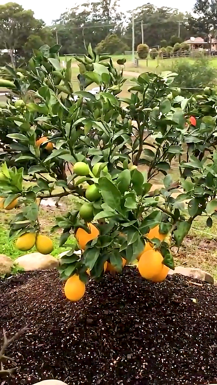 一树嫁接多种水果,你见过吗?