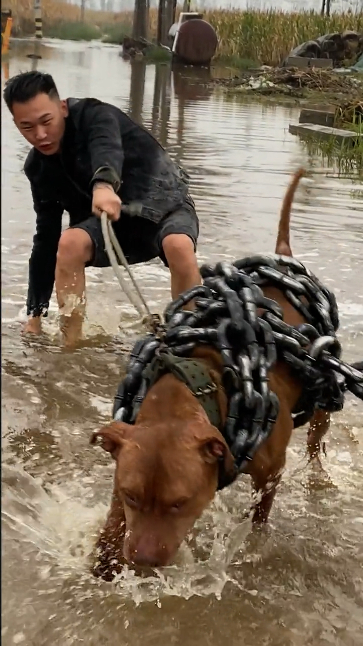 比特犬百斤巨比是真拉不住本来想溜溜狗的反被狗溜了