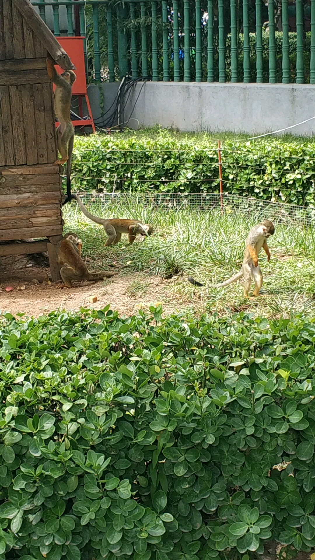 潍坊金宝乐园可爱的小猴子