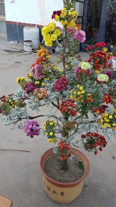 嫁接技术#嫁接的多色菊花以开花-度小视