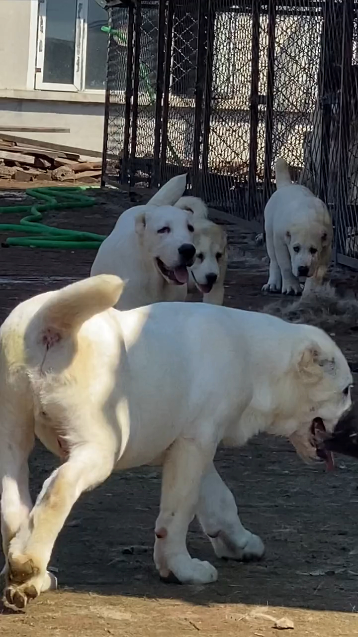 中亚牧羊犬#大头版精品纯白中亚.