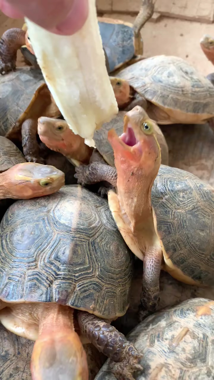 乌龟吃水果的乌龟真是好生活