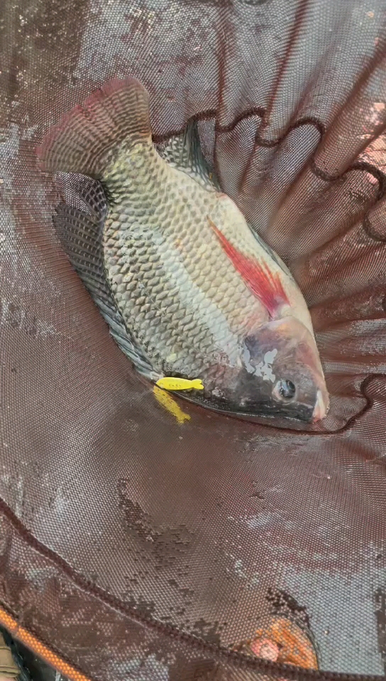 钓鱼人想要的感觉#今天的运气太好了,第一次来这