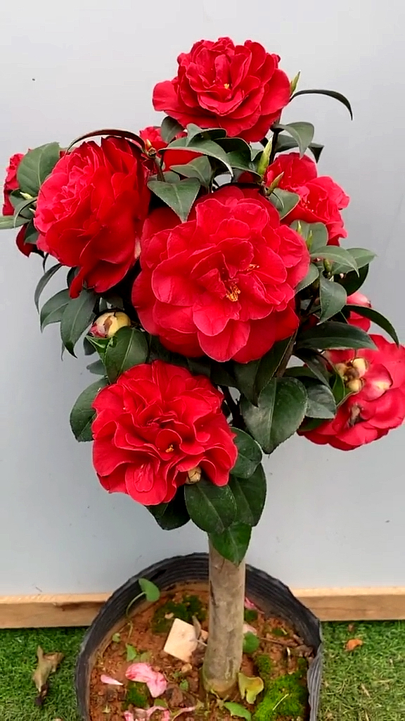 红珍珠茶花开品鉴赏!