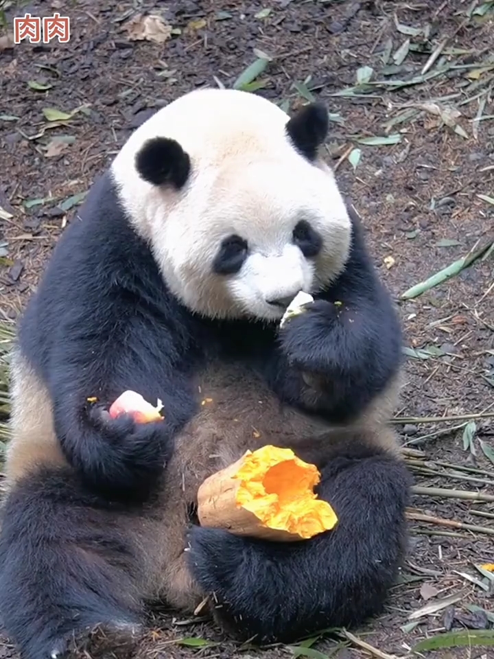 大熊猫:梅兰肉肉这是家里有矿吃法,肉肉呀一个大南瓜就剩下这么一点了
