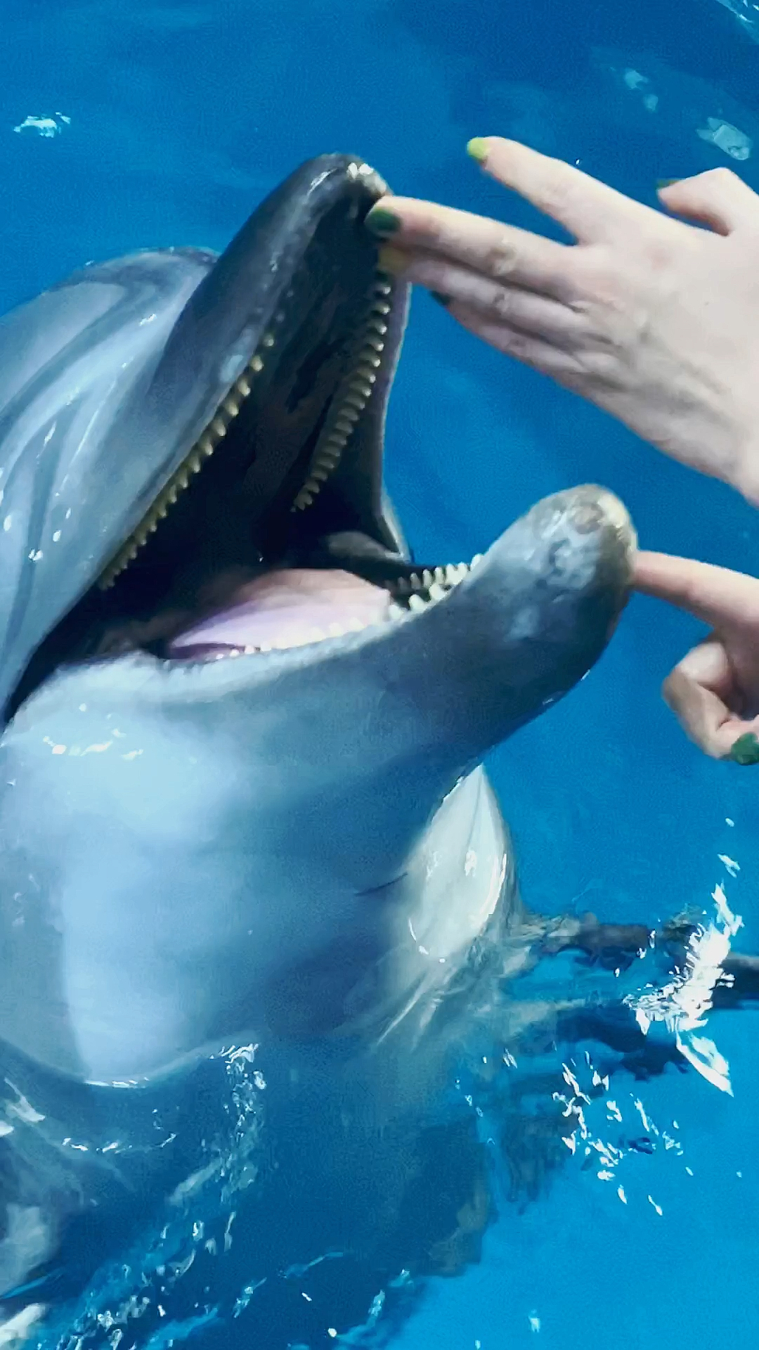 海豚有多少颗牙齿图片