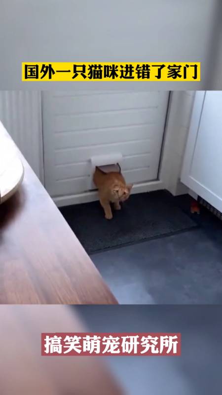 搞笑萌宠#当猫咪进错了家门,没想到会出现这一幕