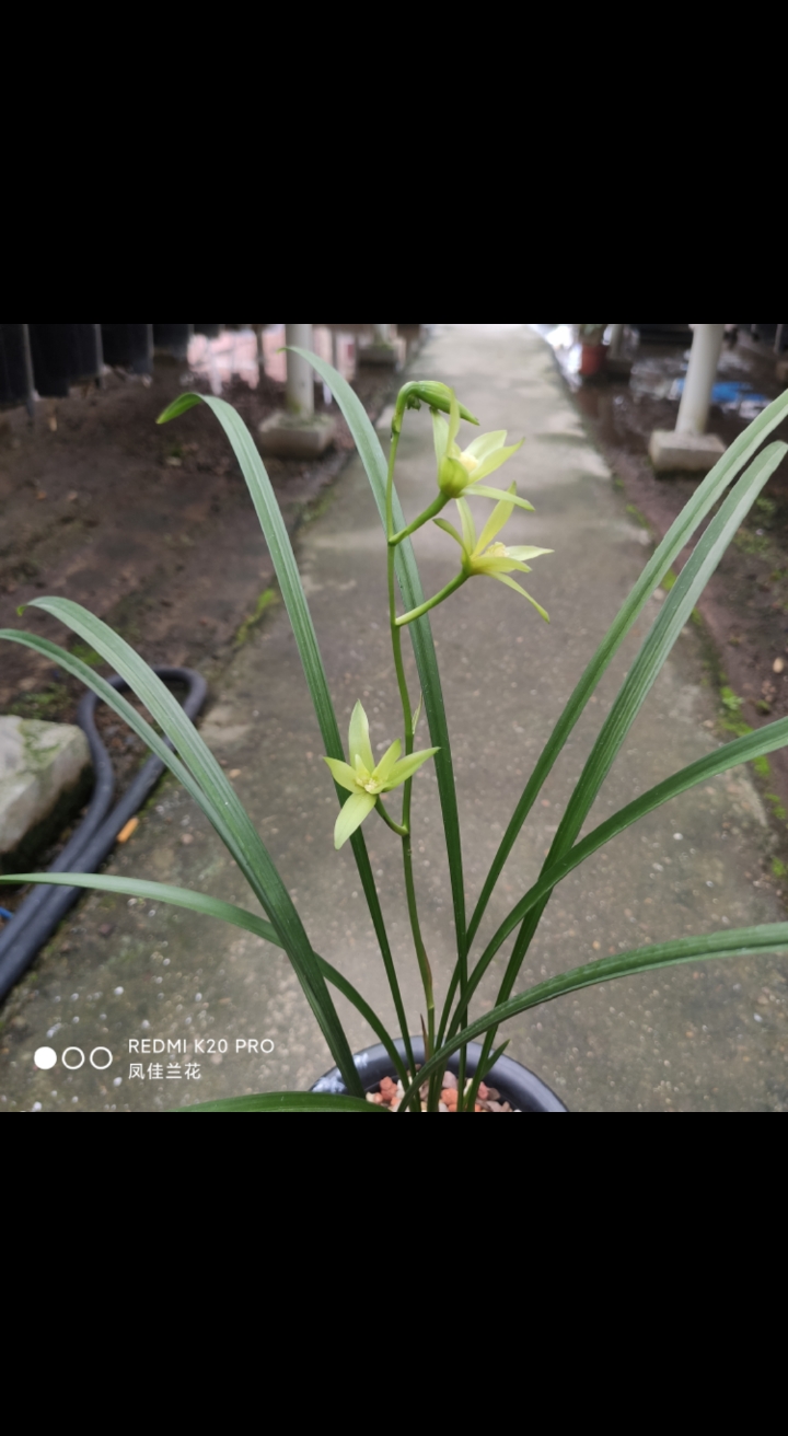 兰花#细叶原生建兰素奇花