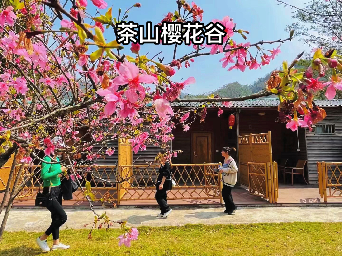 行摄:去博罗的茶山樱花谷,看一场浪漫的樱花雨.