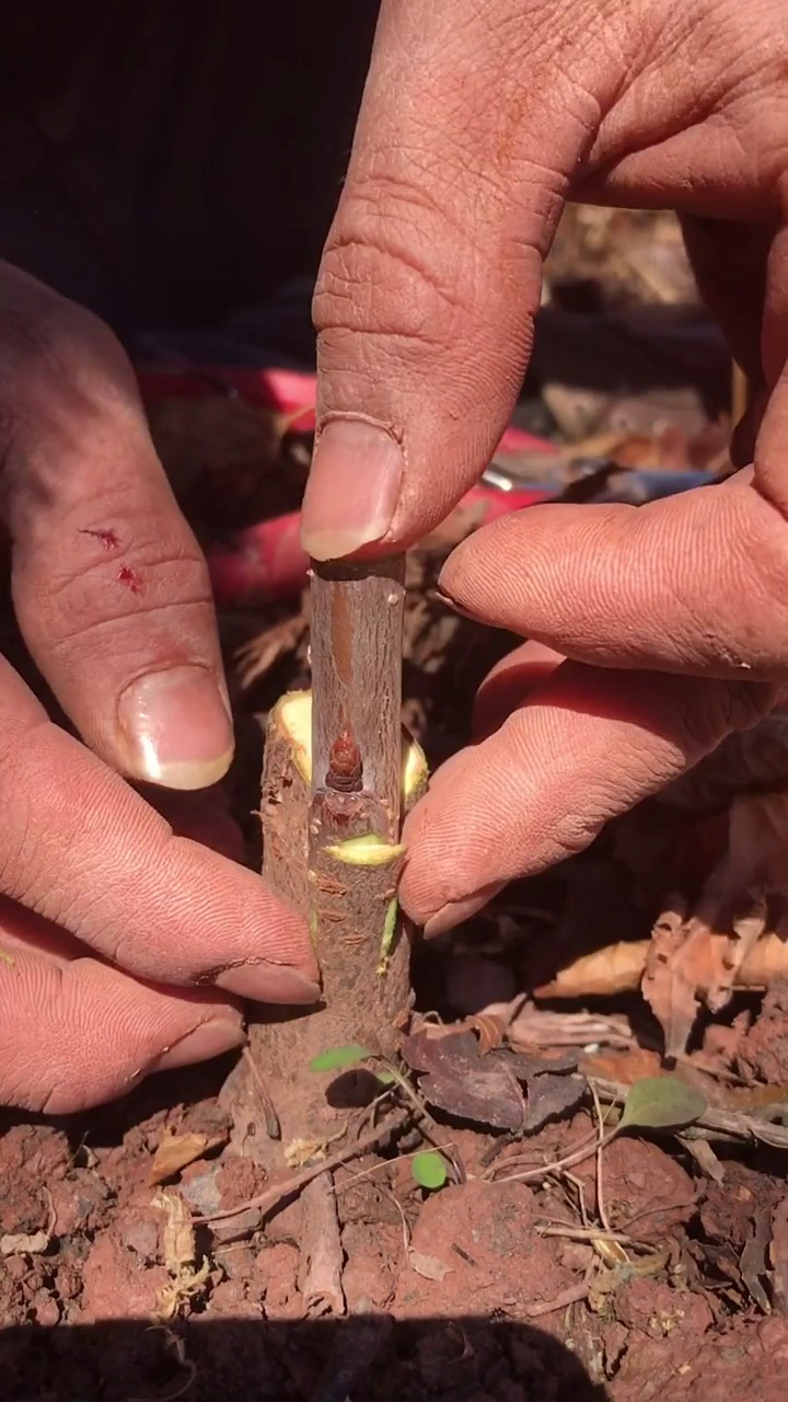 #嫁接技术#果树最简单且实用的嫁接方法,一学就会!-全民小视频