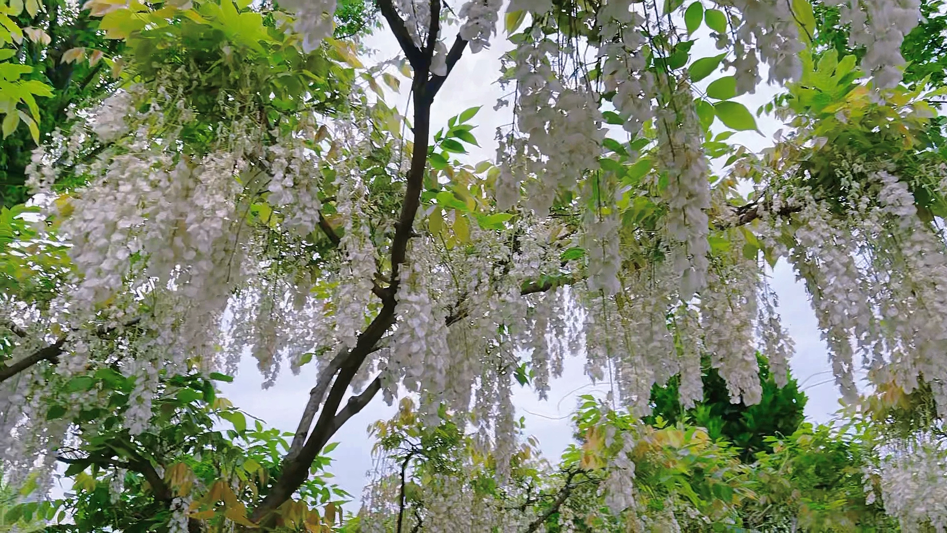 白花紫藤#白花紫藤,你见过吗?-度小视