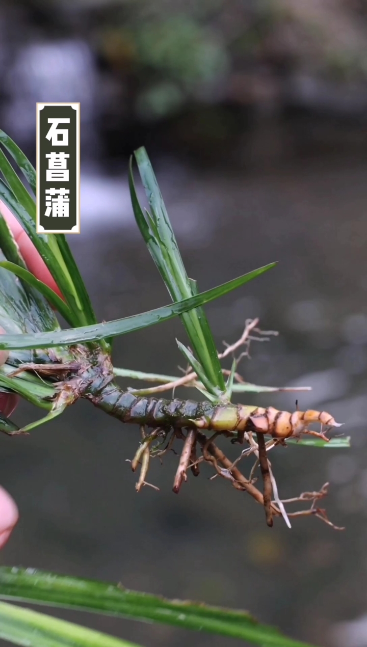 认识中草药#石菖蒲也叫九节菖蒲,与石头为生紧紧相连,有认识和了降哪