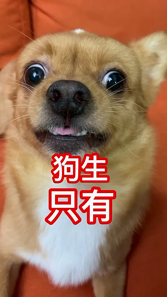 我要上热门当狗狗开始思考狗生