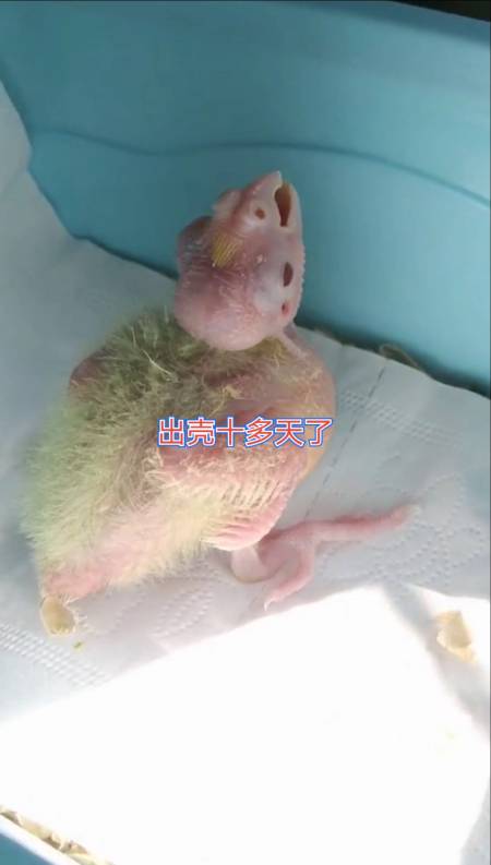 出壳十多天了#玄凤鹦鹉#手养玄凤#手养鹦鹉#零天手养#宠物鸟#手养鸟