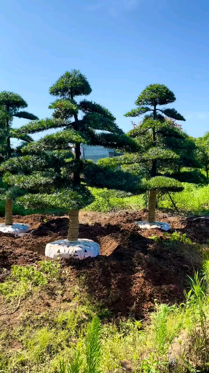 造型罗汉松四季常青不落叶适合庭院别墅农家小院栽植