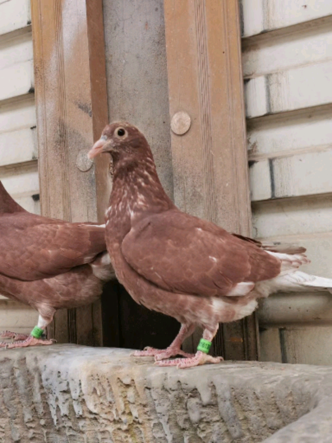 西翁紫金枭小信鸽一对