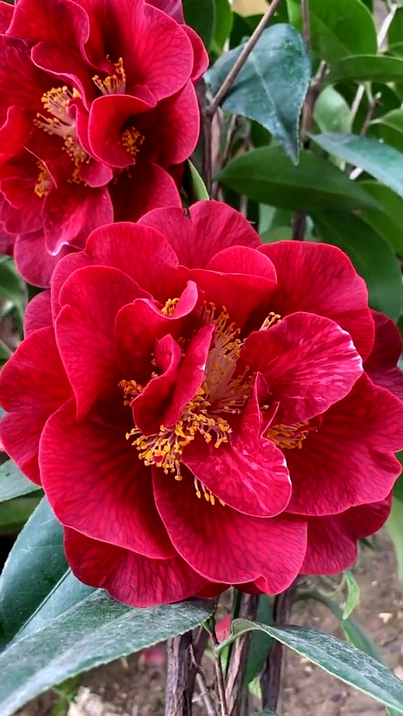 茶花#圣诞帽茶花开品鉴赏!-度小视