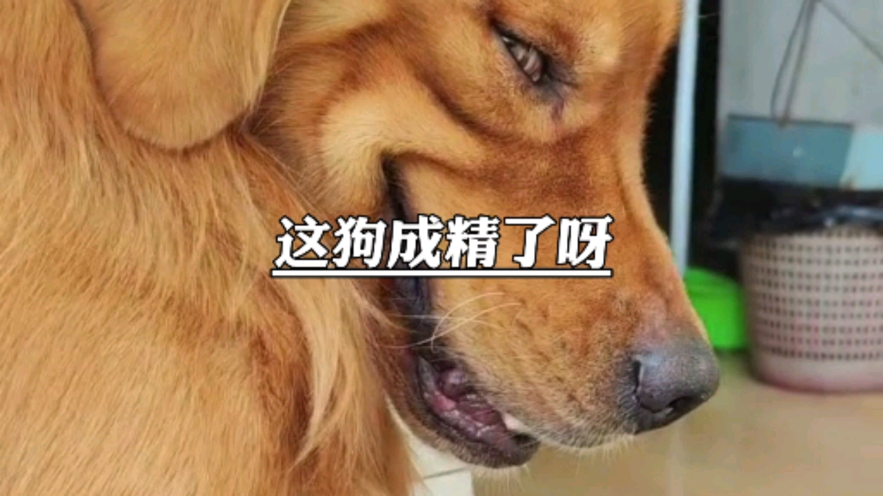 搞笑萌宠#狗狗吃包子被套路